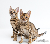  Bengalen Jena